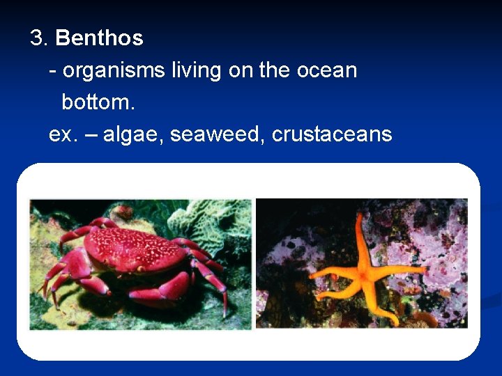 3. Benthos - organisms living on the ocean bottom. ex. – algae, seaweed, crustaceans