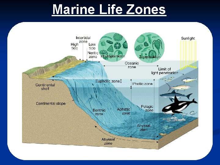 Marine Life Zones 