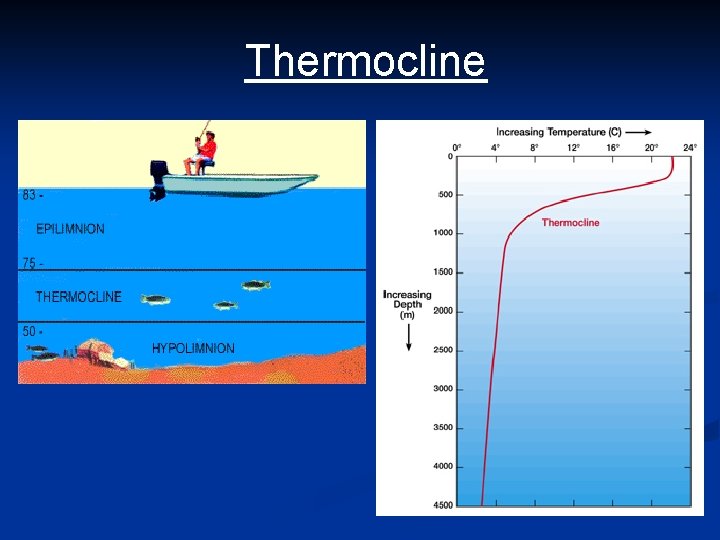 Thermocline 