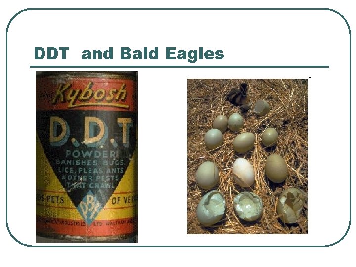 DDT and Bald Eagles 