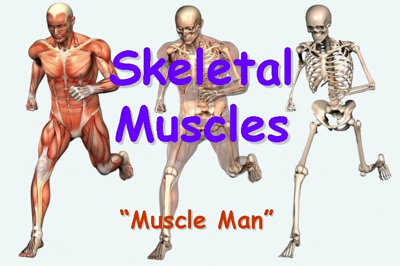 Skeletal Muscles “Muscle Man” 