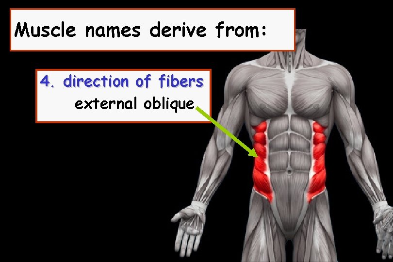 Muscle names derive from: 4. direction of fibers external oblique 