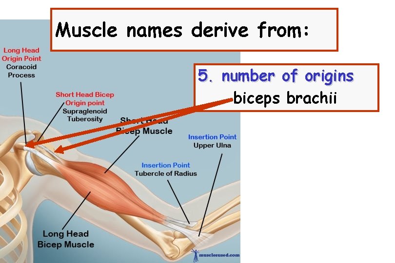 Muscle names derive from: 5. number of origins biceps brachii 
