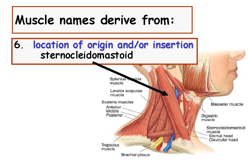 Muscle names derive from: 6. location of origin and/or insertion sternocleidomastoid 