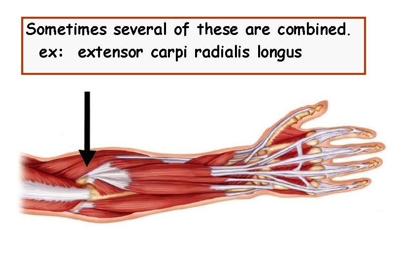 Sometimes several of these are combined. ex: extensor carpi radialis longus 