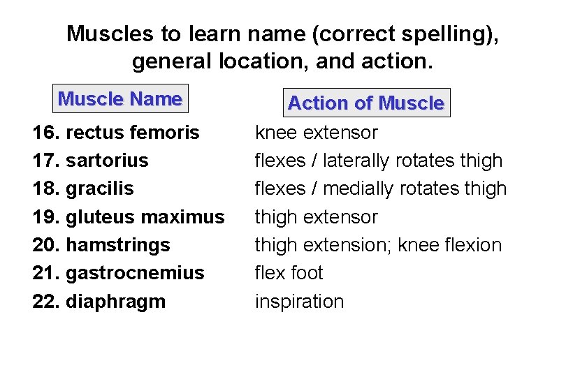 Muscles to learn name (correct spelling), general location, and action. Muscle Name 16. rectus