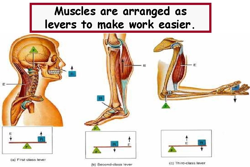 Muscles are arranged as levers to make work easier. 