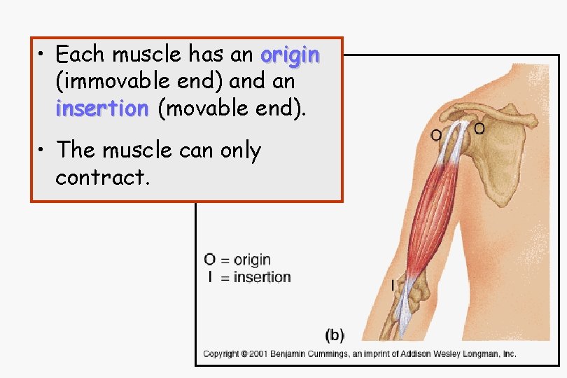  • Each muscle has an origin (immovable end) and an insertion (movable end).