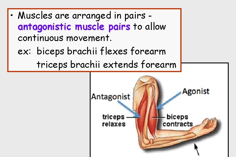  • Muscles are arranged in pairs antagonistic muscle pairs to allow continuous movement.