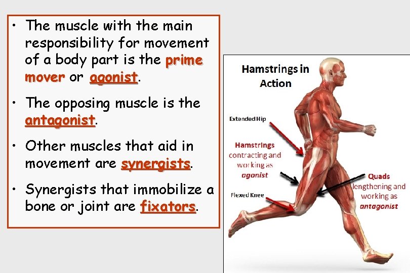  • The muscle with the main responsibility for movement of a body part