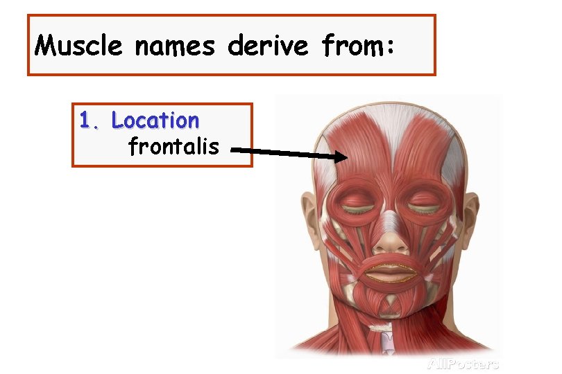 Muscle names derive from: 1. Location frontalis 