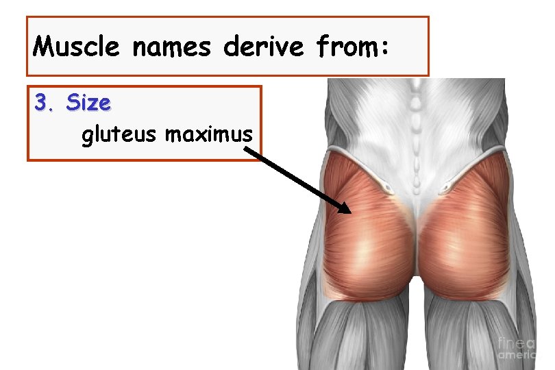 Muscle names derive from: 3. Size gluteus maximus 