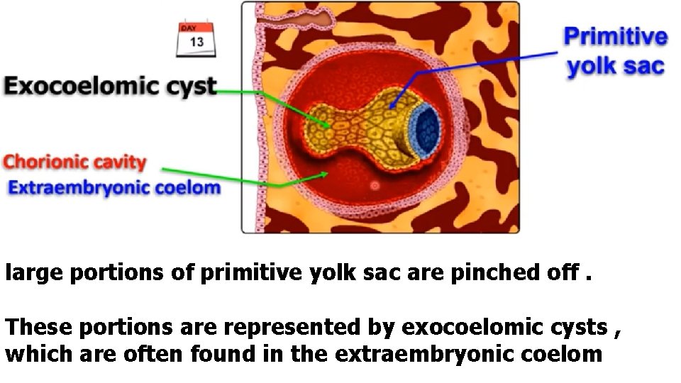 large portions of primitive yolk sac are pinched off. These portions are represented by