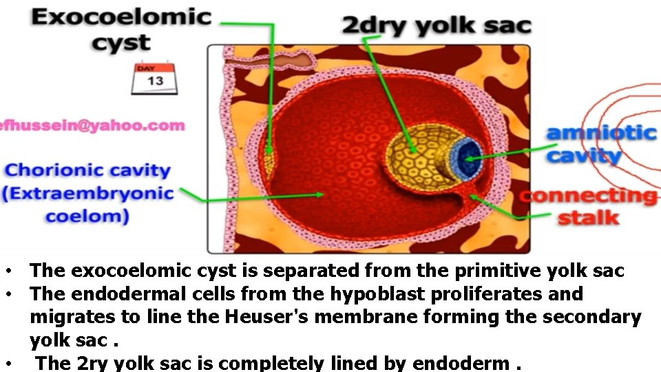  • The exocoelomic cyst is separated from the primitive yolk sac • The