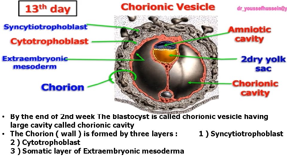  • By the end of 2 nd week The blastocyst is called chorionic