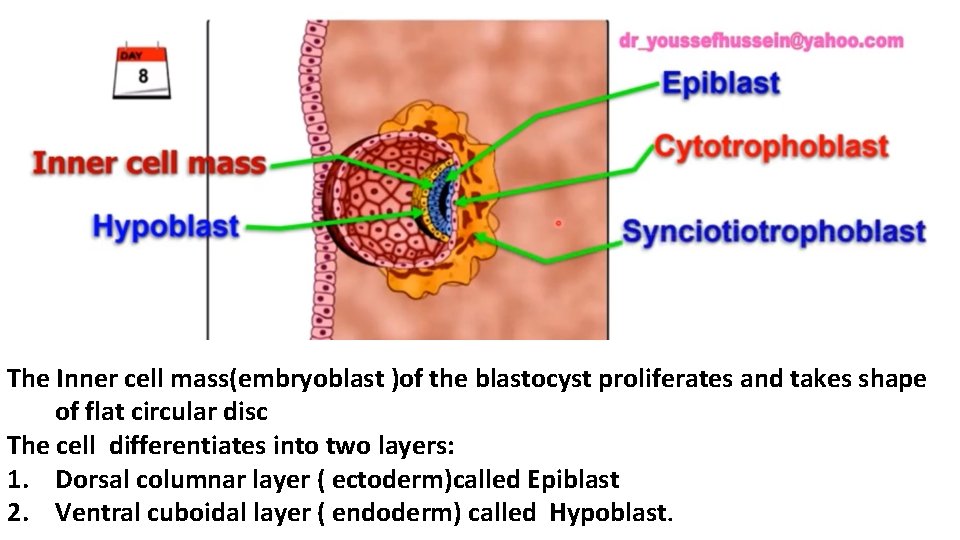 The Inner cell mass(embryoblast )of the blastocyst proliferates and takes shape of flat circular