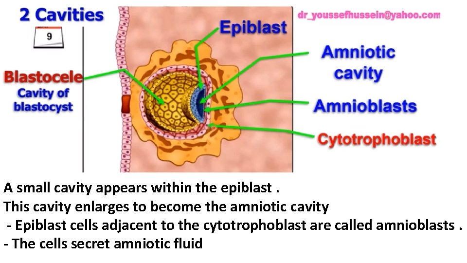 A small cavity appears within the epiblast. This cavity enlarges to become the amniotic