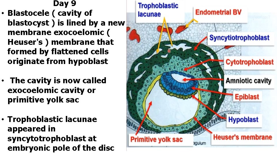 Day 9 • Blastocele ( cavity of blastocyst ) is lined by a new