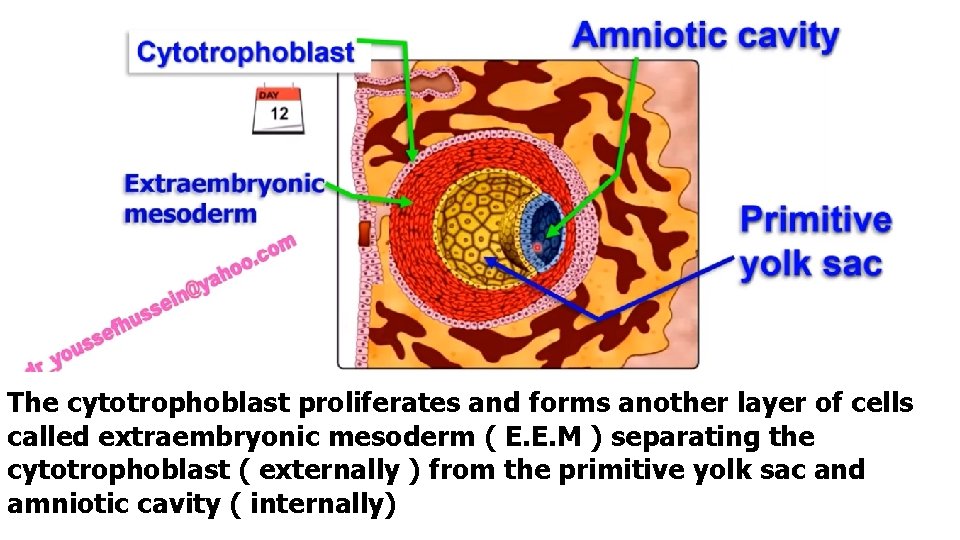 The cytotrophoblast proliferates and forms another layer of cells called extraembryonic mesoderm ( E.