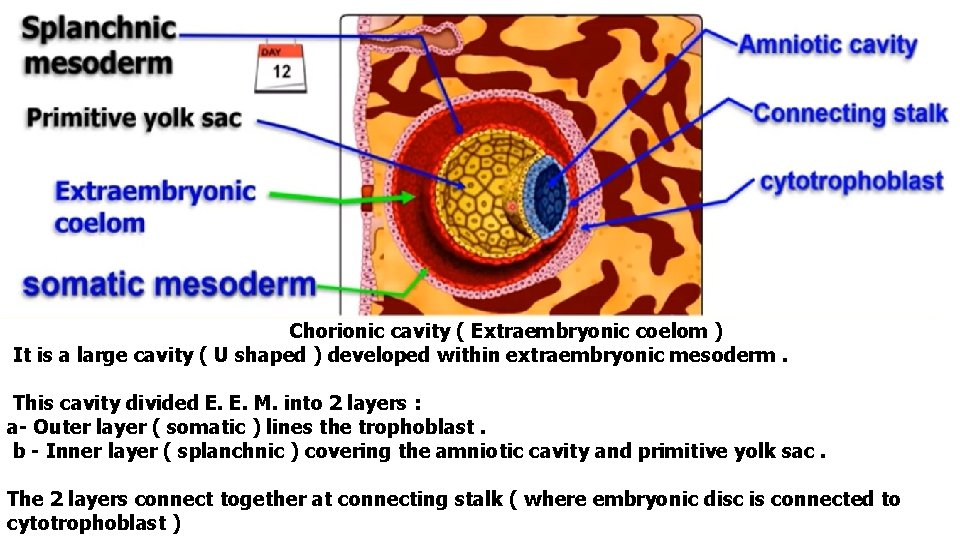 Chorionic cavity ( Extraembryonic coelom ) It is a large cavity ( U shaped