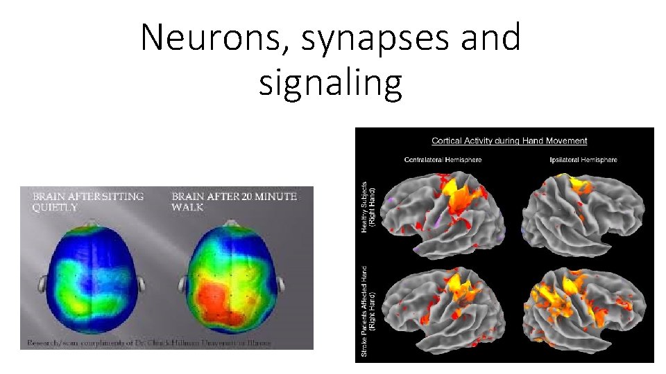 Neurons, synapses and signaling 