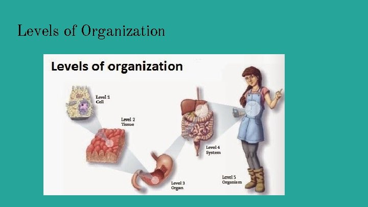 Levels of Organization 