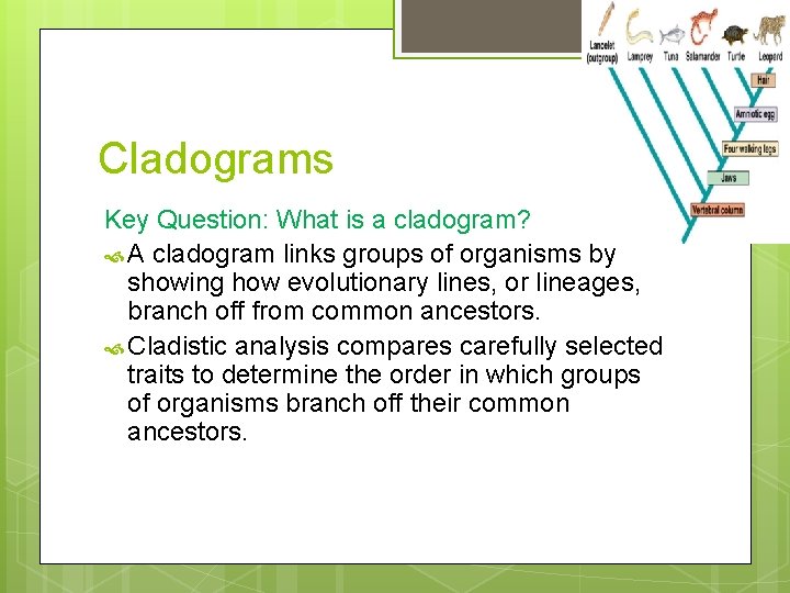 Cladograms Key Question: What is a cladogram? A cladogram links groups of organisms by