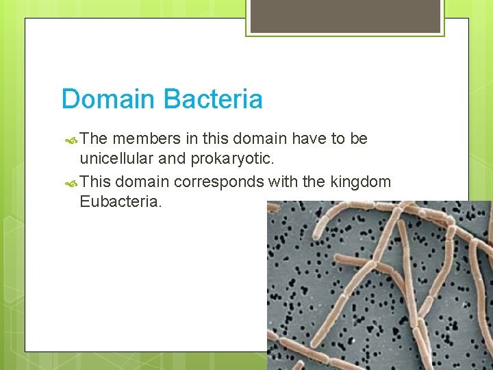 Domain Bacteria The members in this domain have to be unicellular and prokaryotic. This