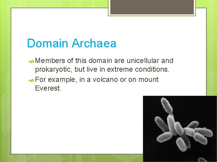 Domain Archaea Members of this domain are unicellular and prokaryotic, but live in extreme
