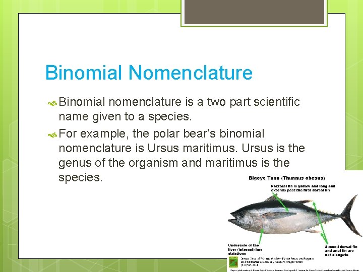 Binomial Nomenclature Binomial nomenclature is a two part scientific name given to a species.