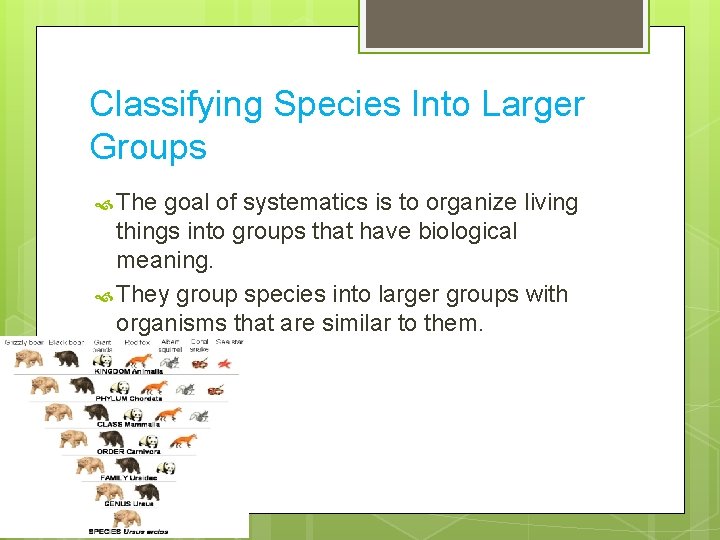 Classifying Species Into Larger Groups The goal of systematics is to organize living things