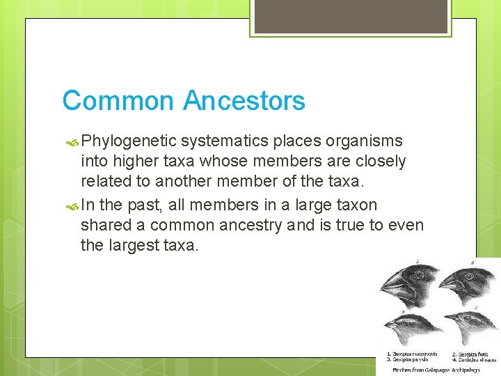 Common Ancestors Phylogenetic systematics places organisms into higher taxa whose members are closely related