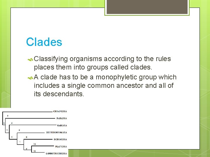 Clades Classifying organisms according to the rules places them into groups called clades. A