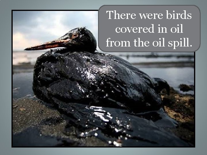 There were birds covered in oil from the oil spill. 