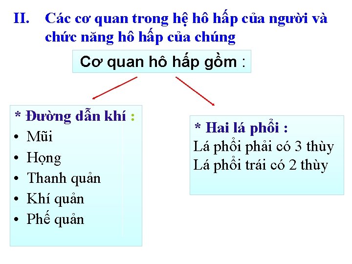 II. Các cơ quan trong hệ hô hấp của người và chức năng hô