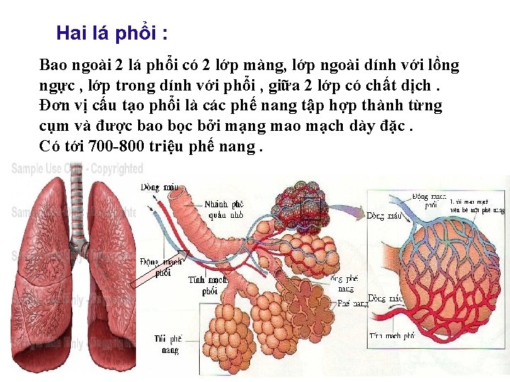 Hai lá phổi : Bao ngoài 2 lá phổi có 2 lớp màng, lớp