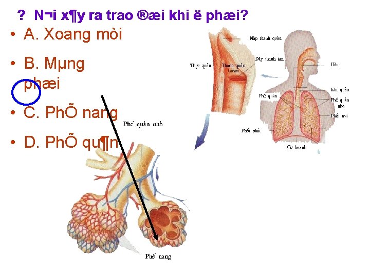 ? N¬i x¶y ra trao ®æi khi ë phæi? • A. Xoang mòi •