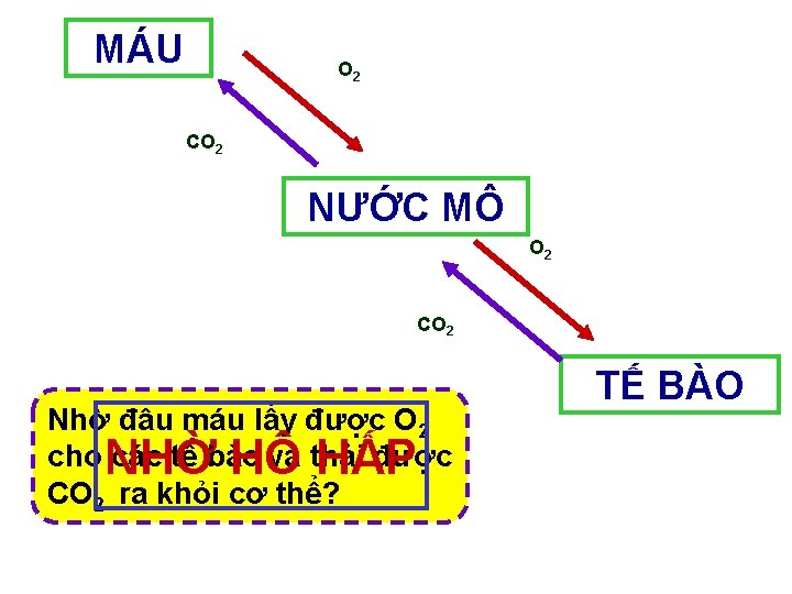 MÁU O 2 CO 2 NƯỚC MÔ O 2 CO 2 Nhờ đâu máu