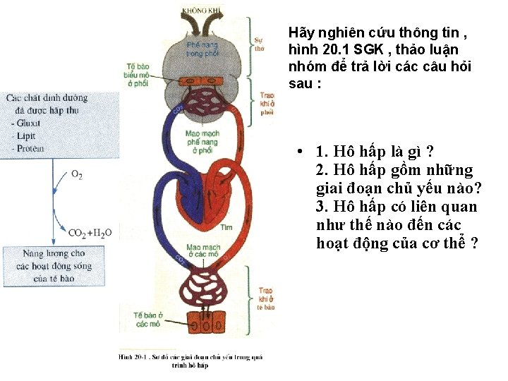 Hãy nghiên cứu thông tin , hình 20. 1 SGK , thảo luận nhóm