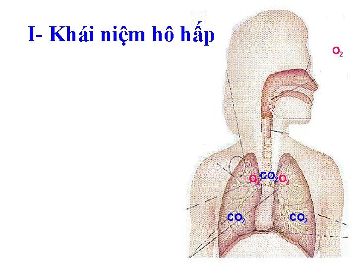 I- Khái niệm hô hấp O 2 CO 2 O 2 CO 2 
