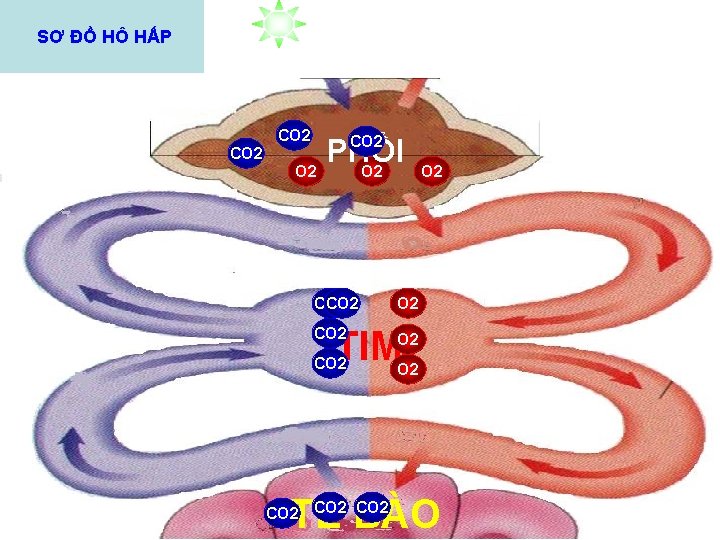 SƠ ĐỒ HÔ HẤP CO 2 PHỔI O 2 CO 2 O 2 TIM