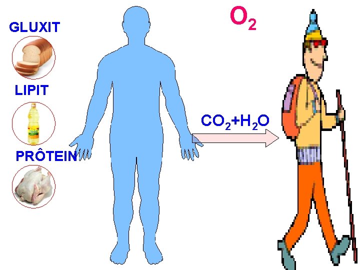 GLUXIT O 2 LIPIT CO 2+H 2 O PRÔTEIN 