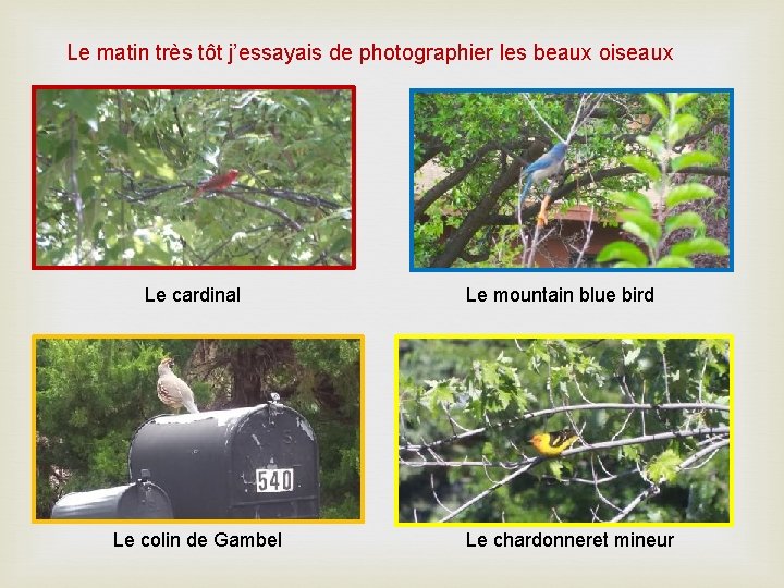 Le matin très tôt j’essayais de photographier les beaux oiseaux Le cardinal Le colin