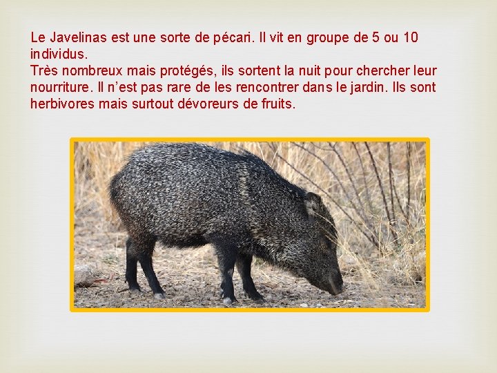 Le Javelinas est une sorte de pécari. Il vit en groupe de 5 ou