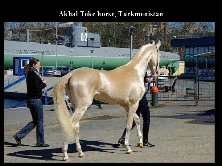 Akhal Teke horse, Turkmenistan 