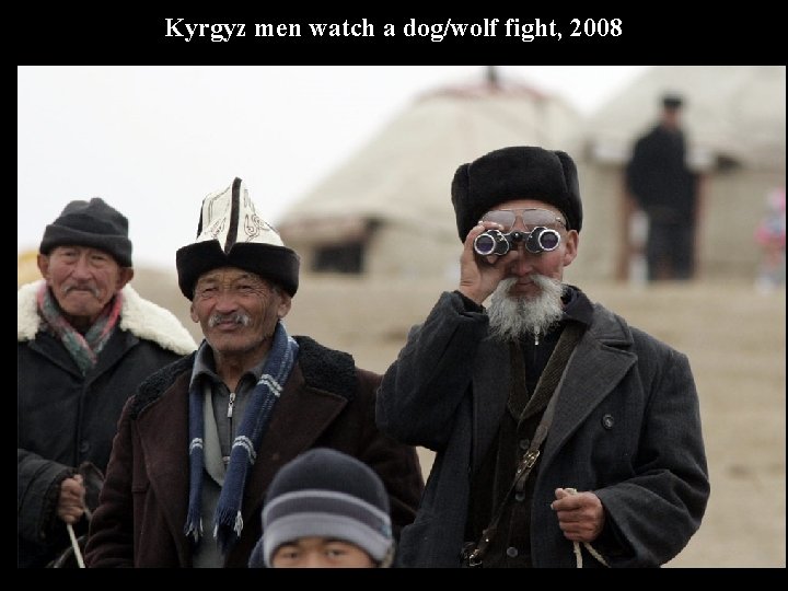 Kyrgyz men watch a dog/wolf fight, 2008 