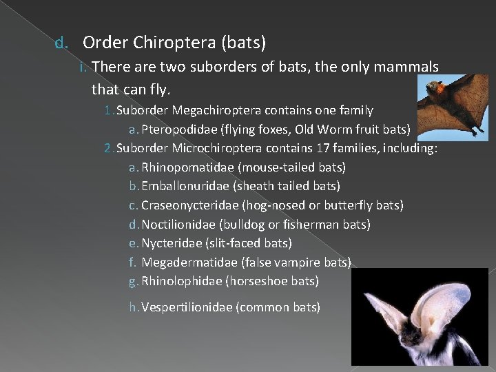 d. Order Chiroptera (bats) i. There are two suborders of bats, the only mammals