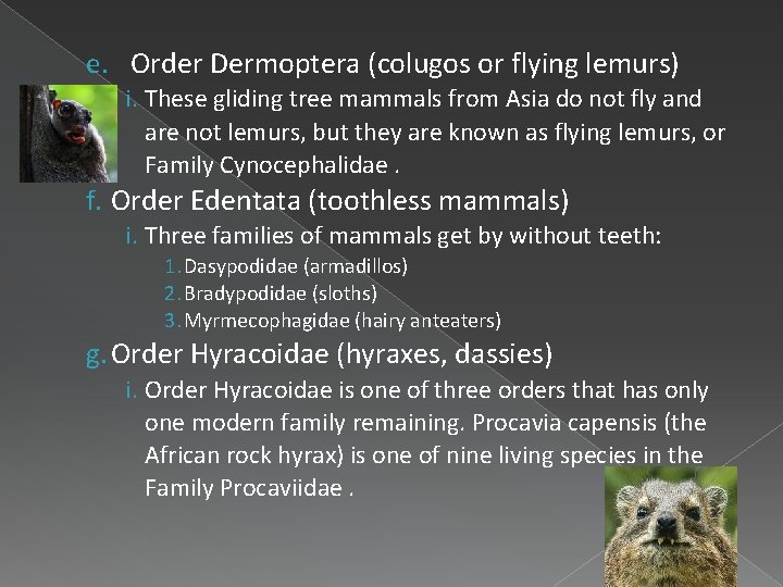 e. Order Dermoptera (colugos or flying lemurs) i. These gliding tree mammals from Asia