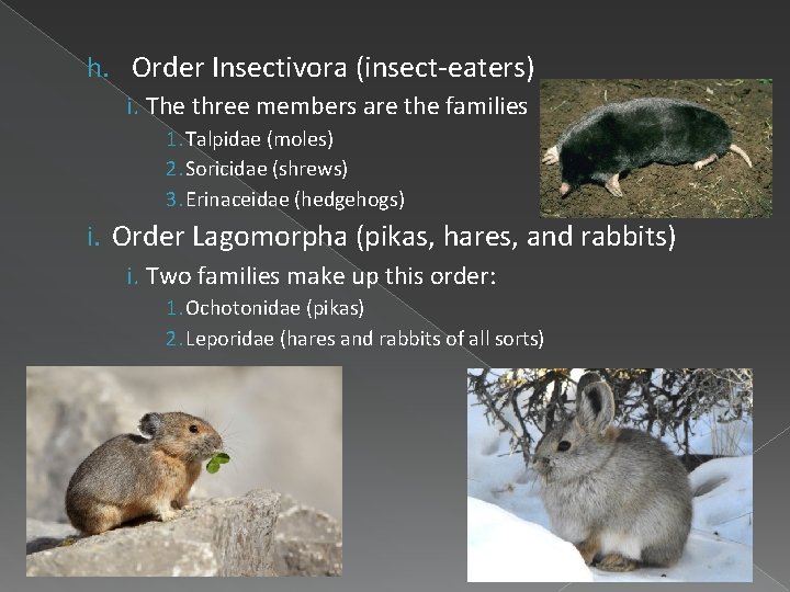 h. Order Insectivora (insect-eaters) i. The three members are the families 1. Talpidae (moles)