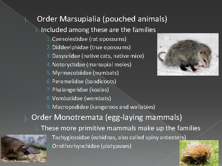 i. Order Marsupialia (pouched animals) i. Included among these are the families 1. Caenolestidae